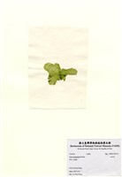 藏品(牡丹菜)的圖片